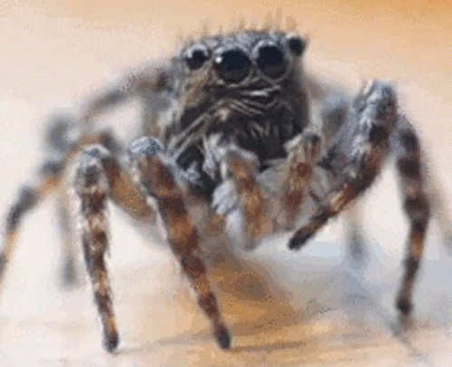 An animation showing a cute spider.